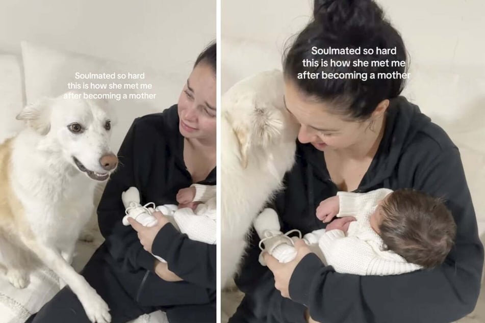 The Border Collie appeared to be more concerned with her owner's well-being than the new baby!