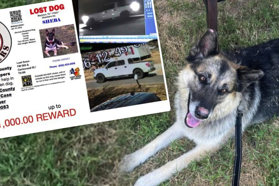 Stolen and abandoned dog has heartwarming homecoming with owners!