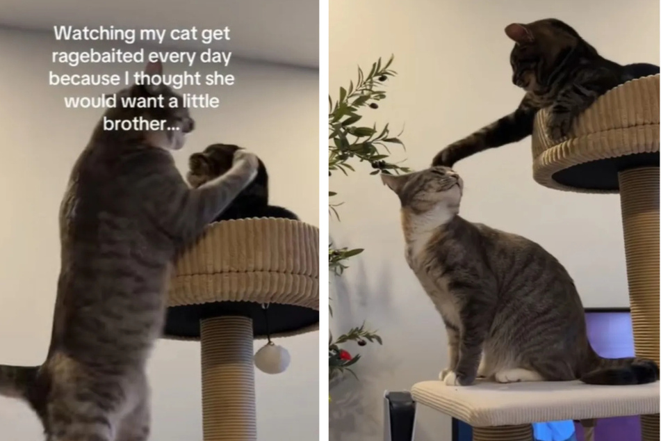 The two cats quickly turned out to be cute squabblers.