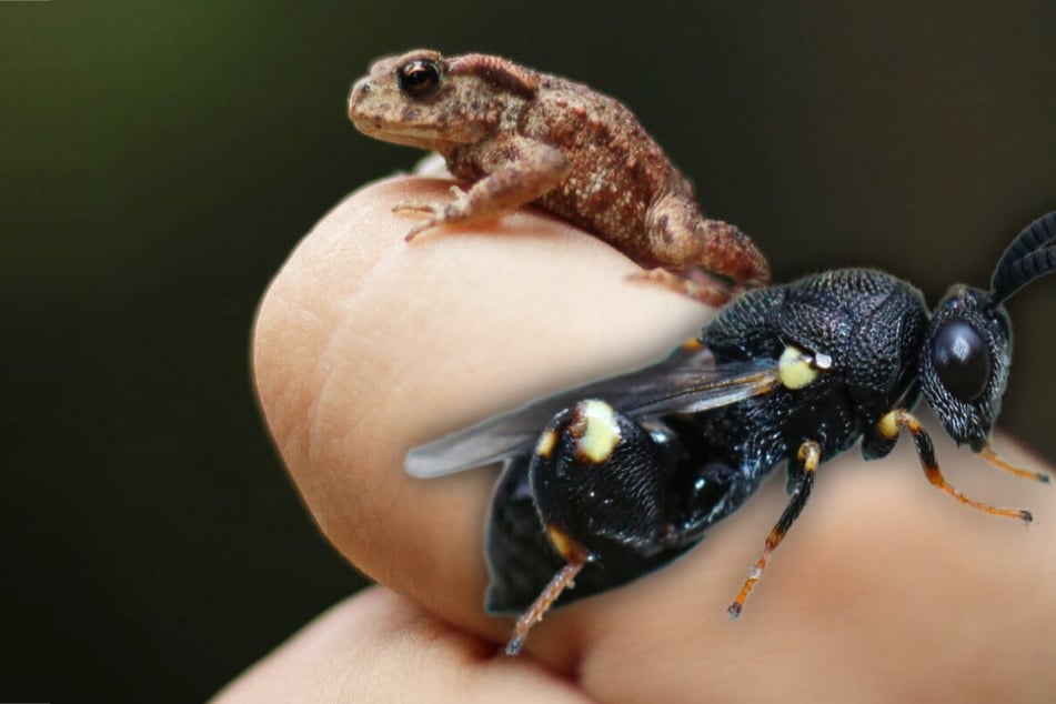 What is the smallest animal in the world?