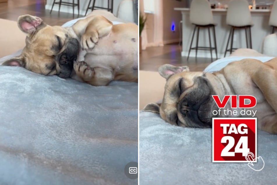 Viral Video of the Day for December 22, 2024: Pup stretches himself to sleep in adorable TikTok!