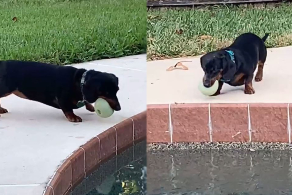 Layla fights fiercely to keep the ball from falling into the pool – after pushing it to the water's edge (collage).