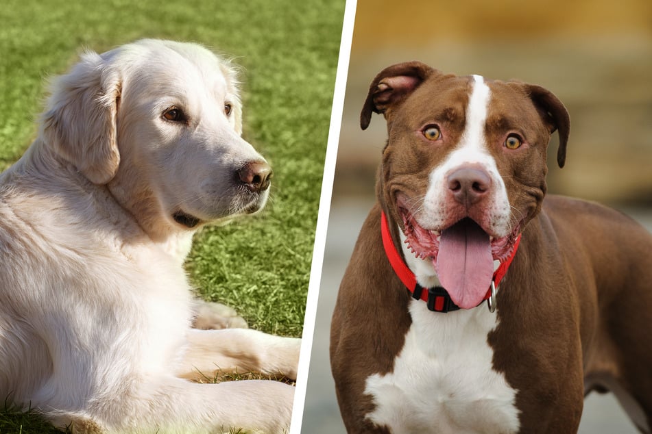 Pit bull and golden retriever mix melts millions of hearts on TikTok!