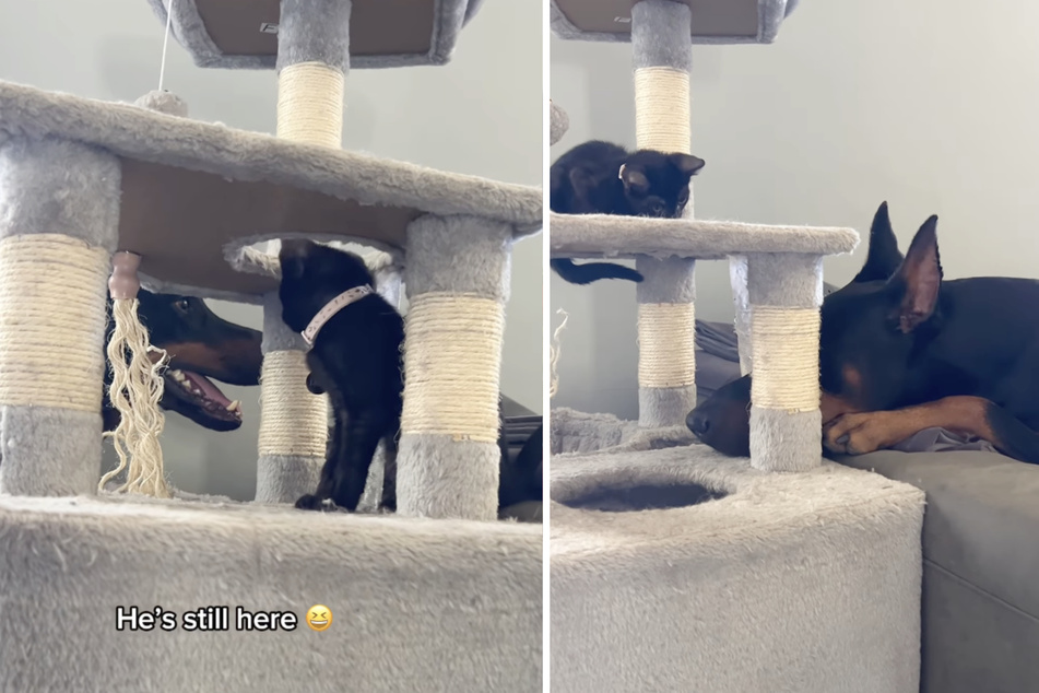 It takes the little kitten a little while to warm up to the big doggo.