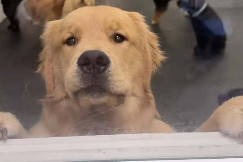 Oh dear! This doggy look seems quite sad and also a little relieved.