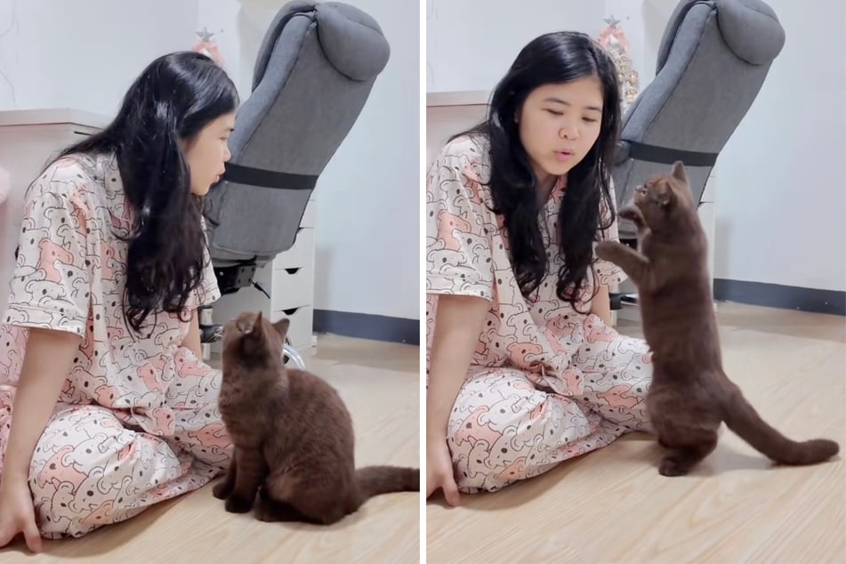 Cat is hilariously bewildered as owner ignores her for viral prank