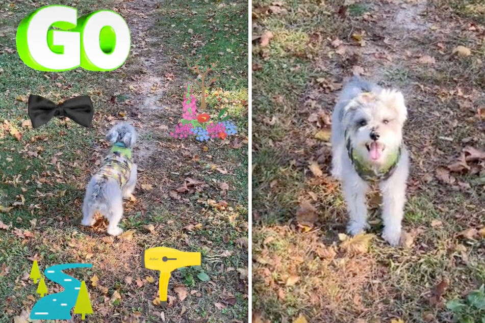 One miniature schnauzer shows off his track star ways in viral TikTok!