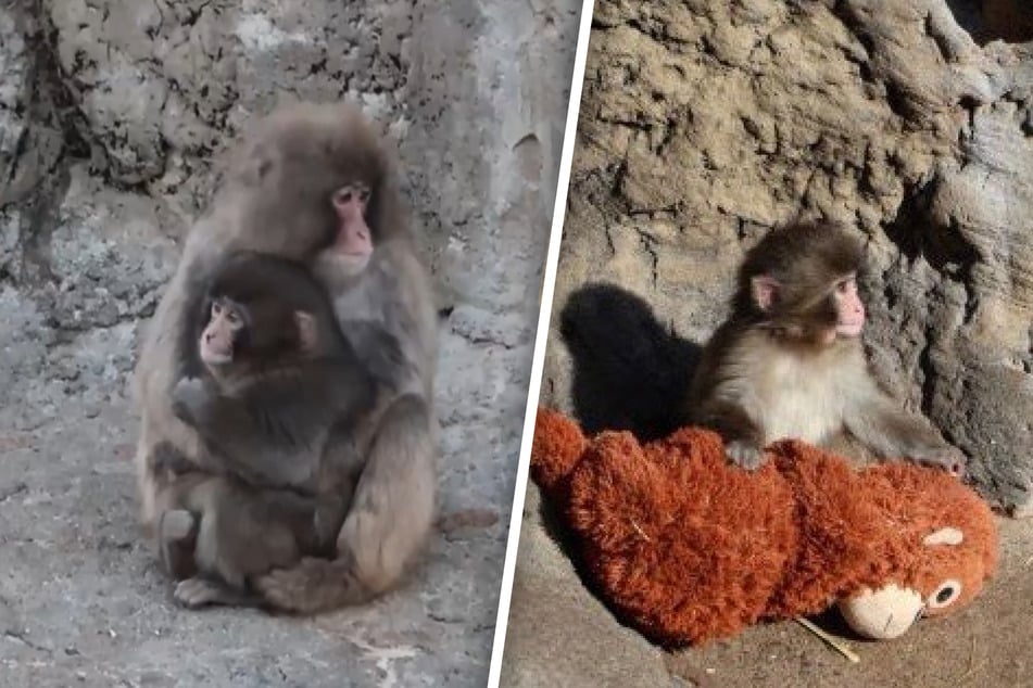 Punch the baby monkey's comfort IKEA toy becomes an overnight cult hit