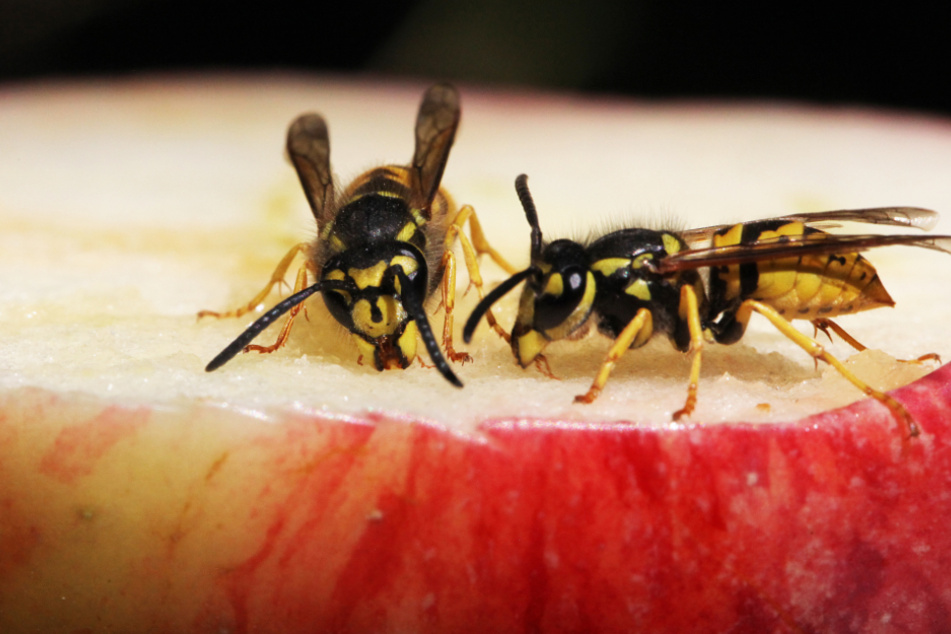 How to keep wasps away: Avoid that buzzing pest when eating outside