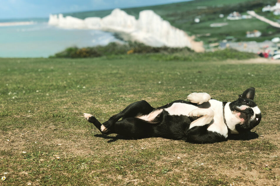 Is there anything you can do to stop your dog rolling in poop?