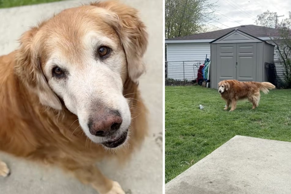 Ginny the senior Golden Retriever dog is getting on in years, but she still loves to play with her energetic little siblings!