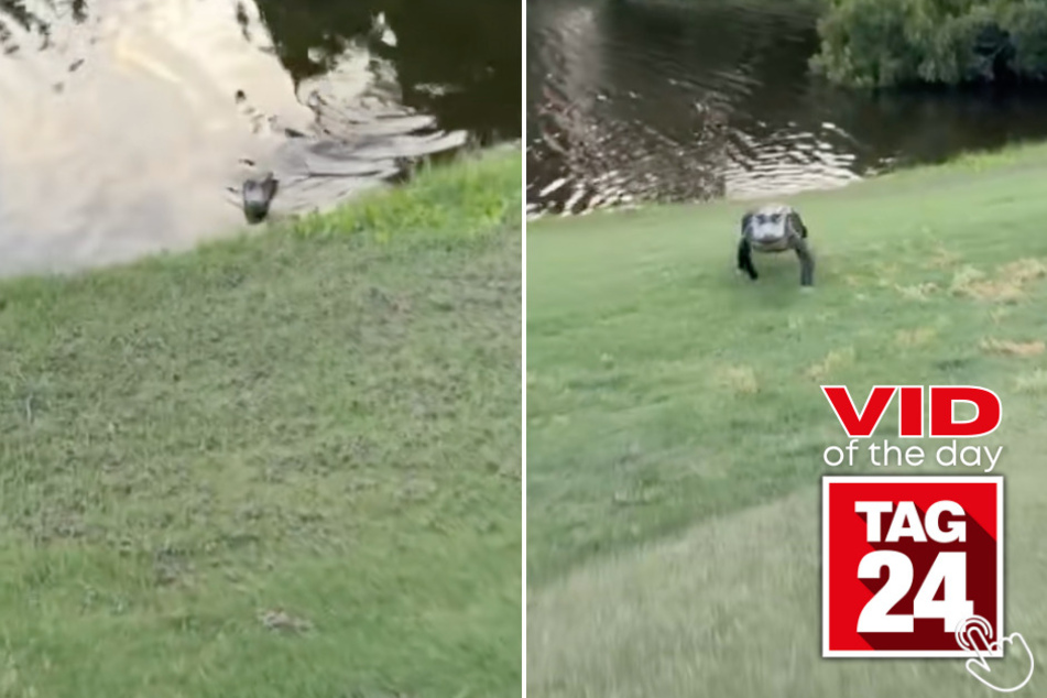 This man wanted to see if the alligator would chase him... and immediately regretted it!