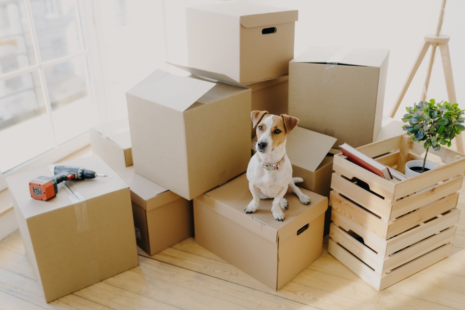 When moving with a dog, you should consider the stress caused to your four-legged friend.