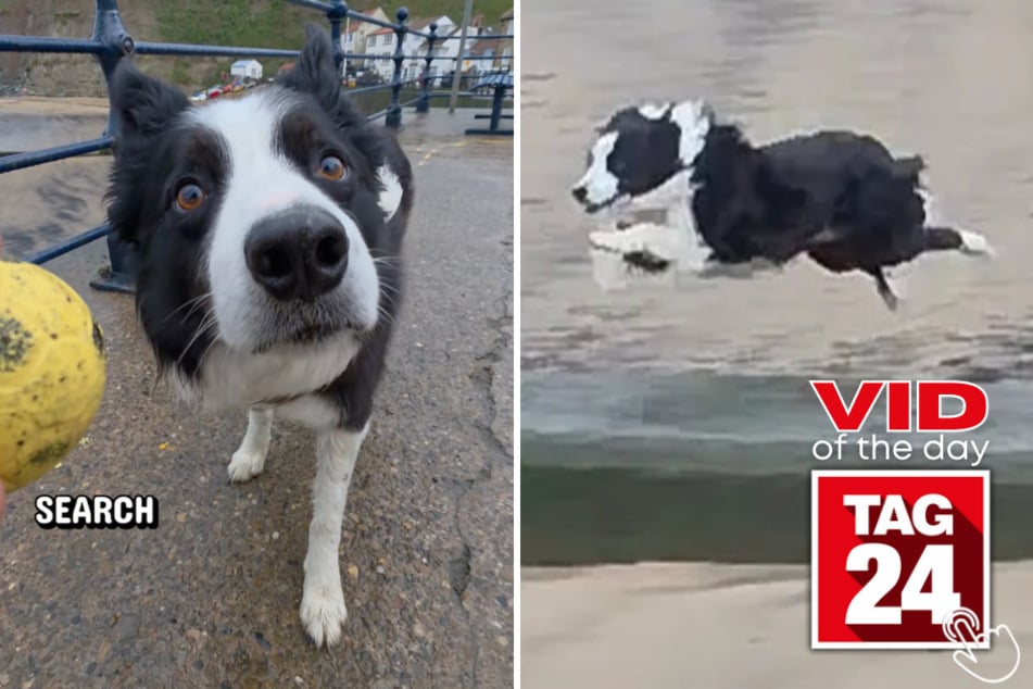 This border collie tracked down a ball thrown far from sight in record time!