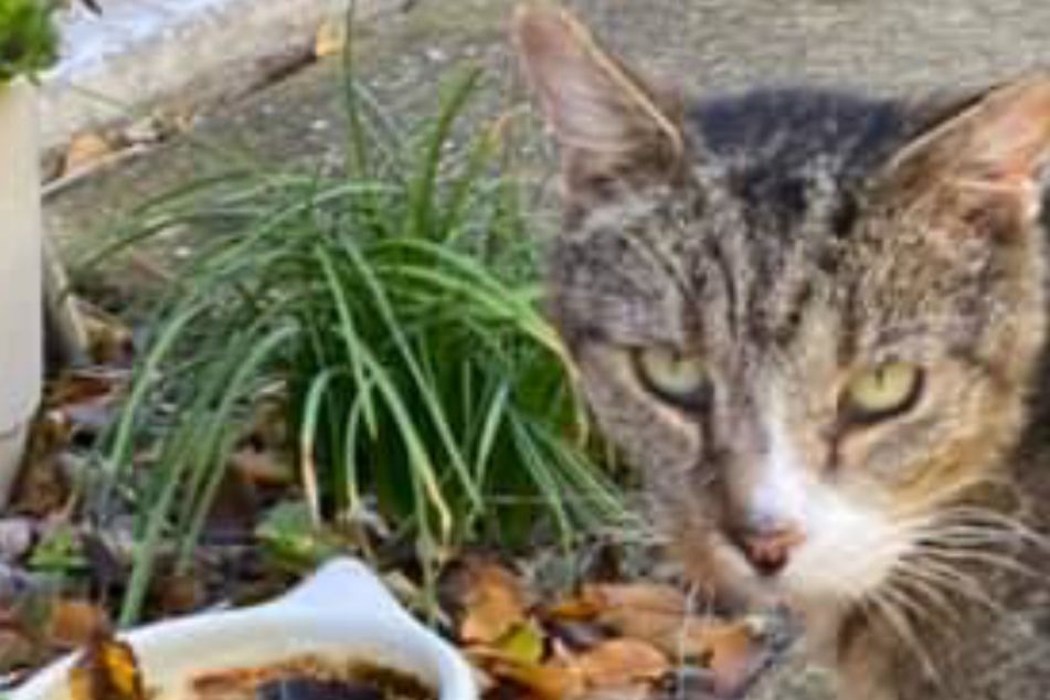 Cat disappears without a trace for six years, but then something miraculous happens