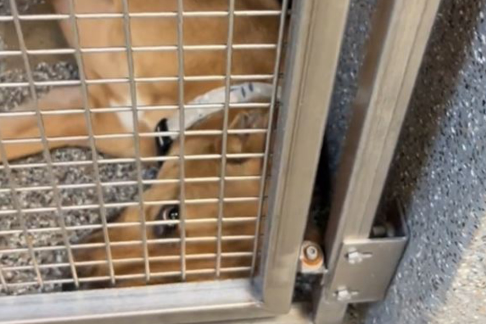 This poor pooch hasn't had it easy.