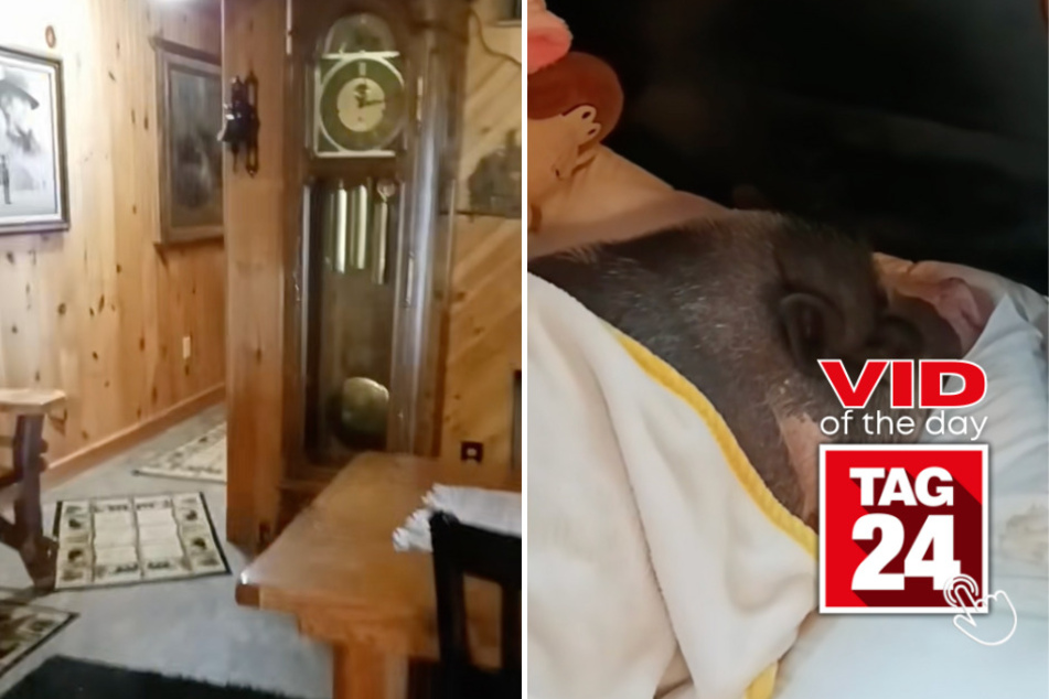 Viral Video of the Day for September 1, 2023: Grumpy potbelly pig gets wake-up call