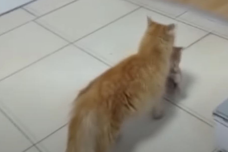Determined, this mother cat took her babies to the vet.