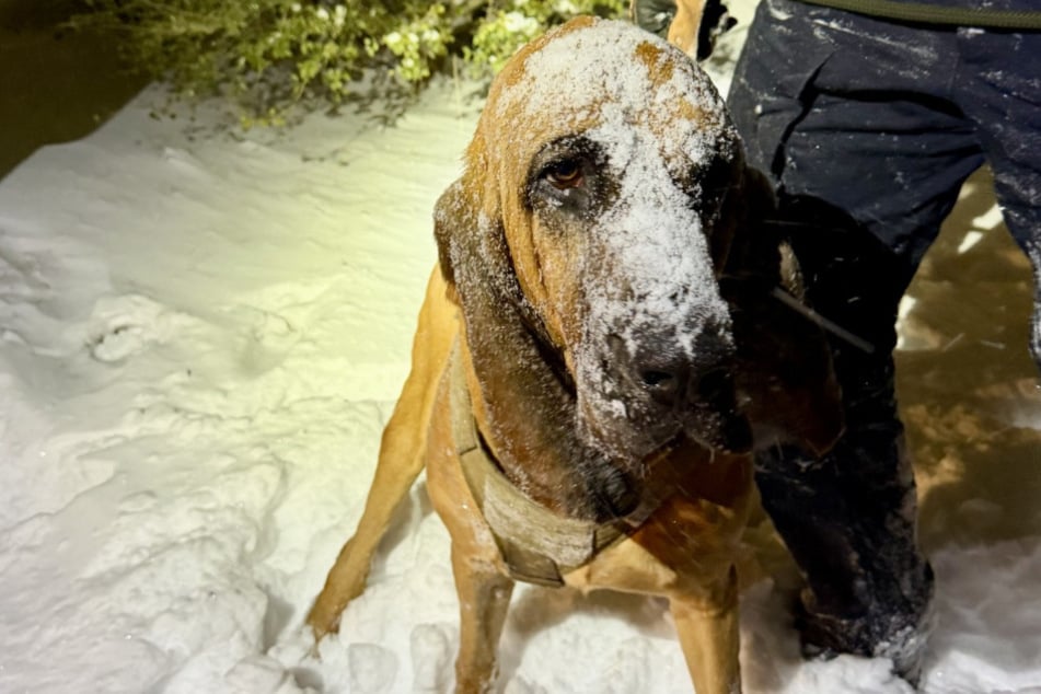 Bo the police dog helped track down the missing boy.