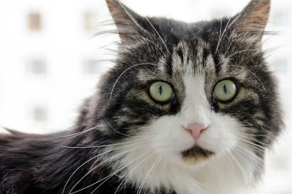 Cat-astrophe: man takes a walk, cat takes a fall, and all hell breaks loose