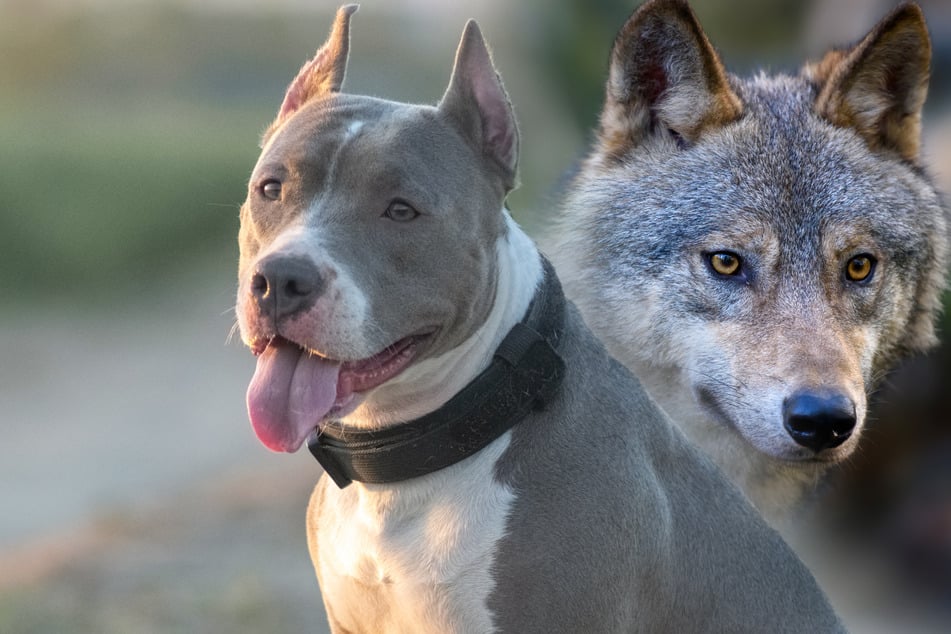 Wolf mates with a Pit Bull: How do the special hybrid pups look and behave?