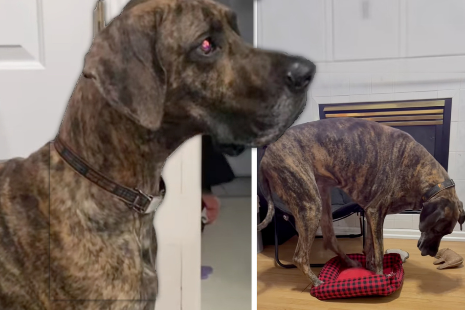 Great Dane's reaction to having his bed stolen is totally hysterical
