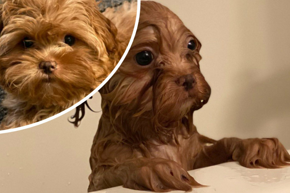 Puppy's adorable reaction to taking a bath melts hearts