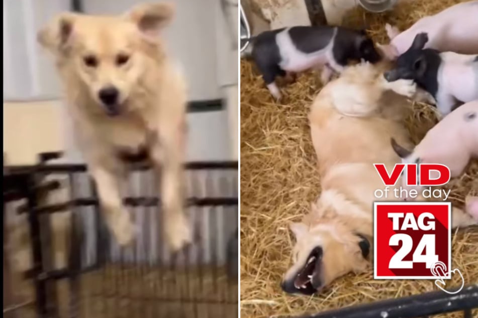 Viral Video of the Day for April 11, 2023: Paws and Pigs!