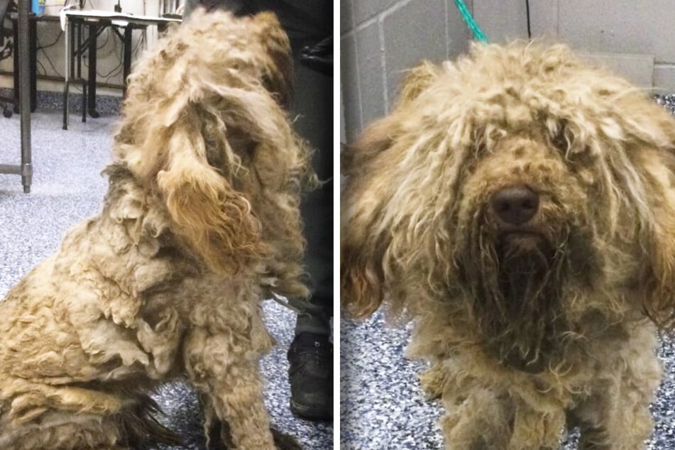 Sully looked totally different after his grooming transformation! See below.