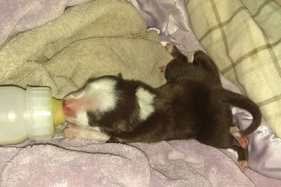 She was abandoned by her mother, but now has loving human parents.