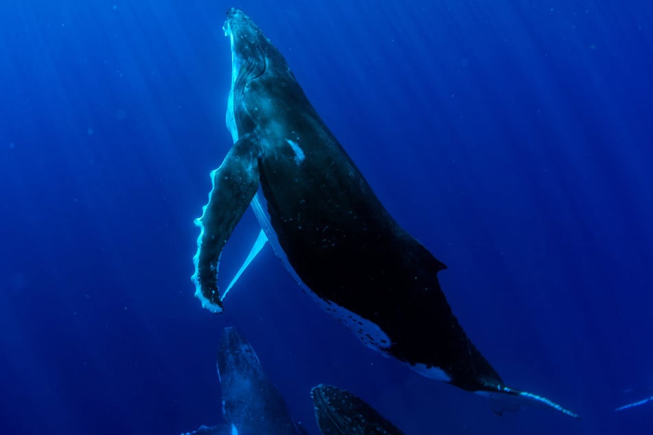 Blue whales are the largest mammals on earth, and are ingesting an alarming about of plastic every day.