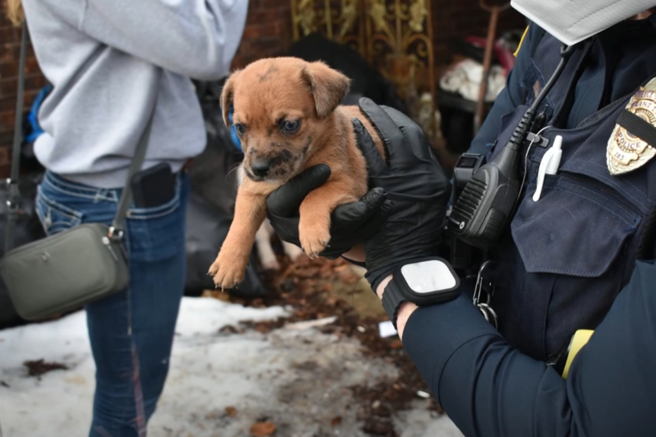 The responsible authorities freed some puppies from the ruined property.