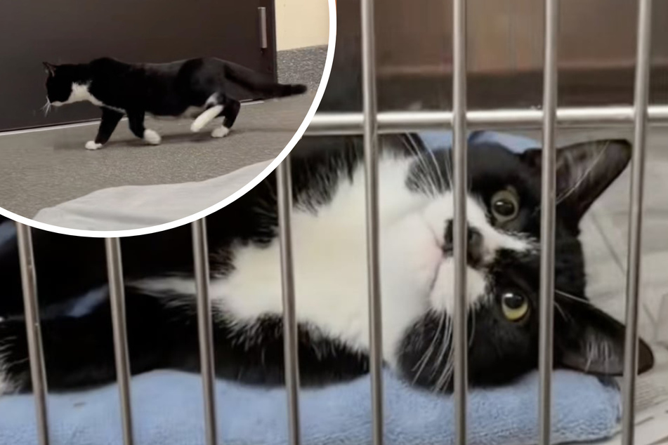 Rescue cat with spinal injury can barely walk, but then a miracle happens