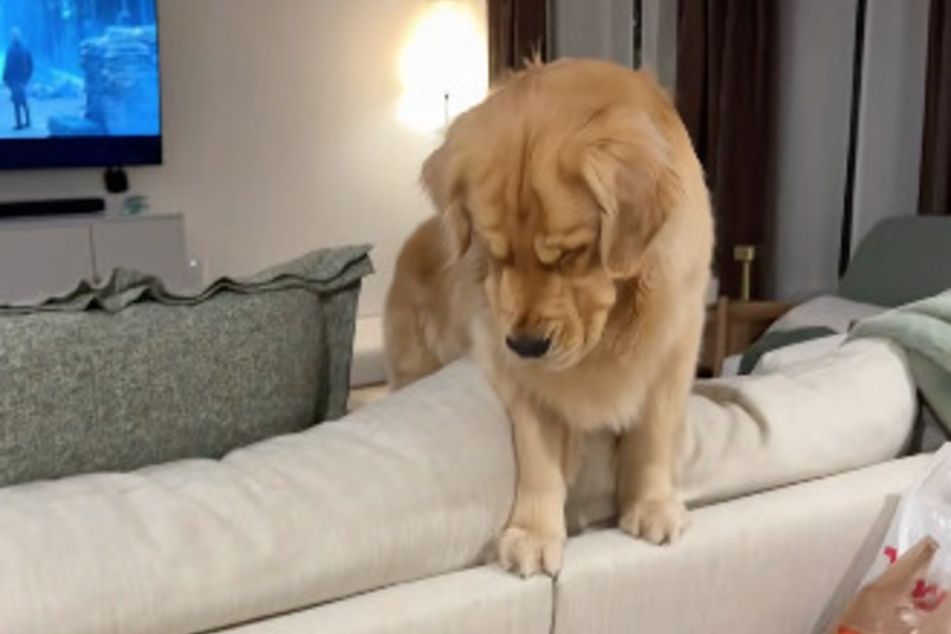 Golden Retriever dog Reef watched his cat brother with concern.