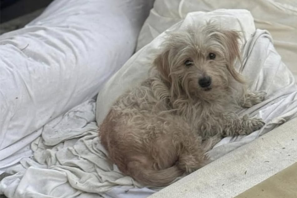Abandoned dog is living on an old mattress: what happens next is even more devastating