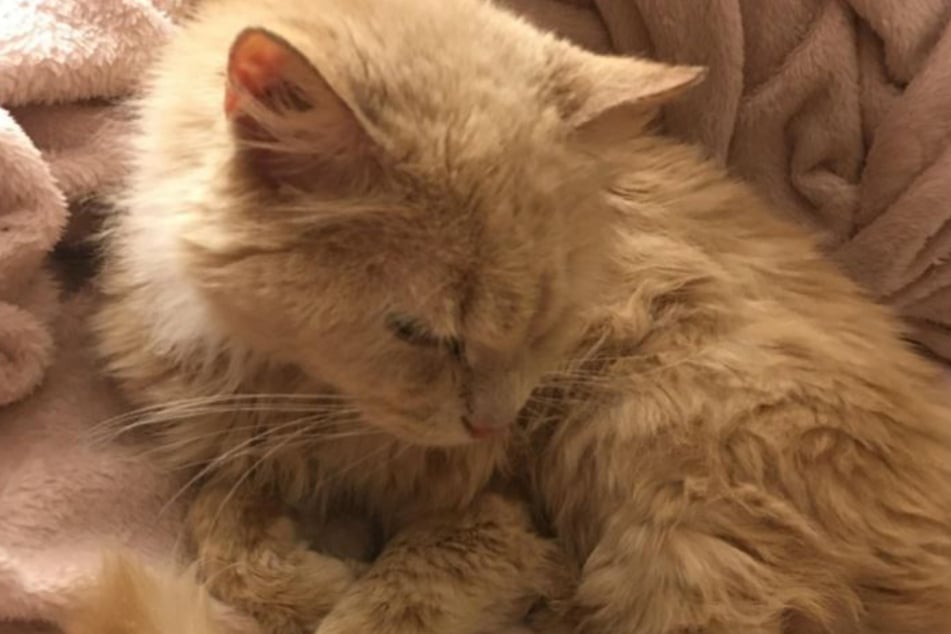 Q-tip seems more interested in curling up and napping than telling her owner where she's been.