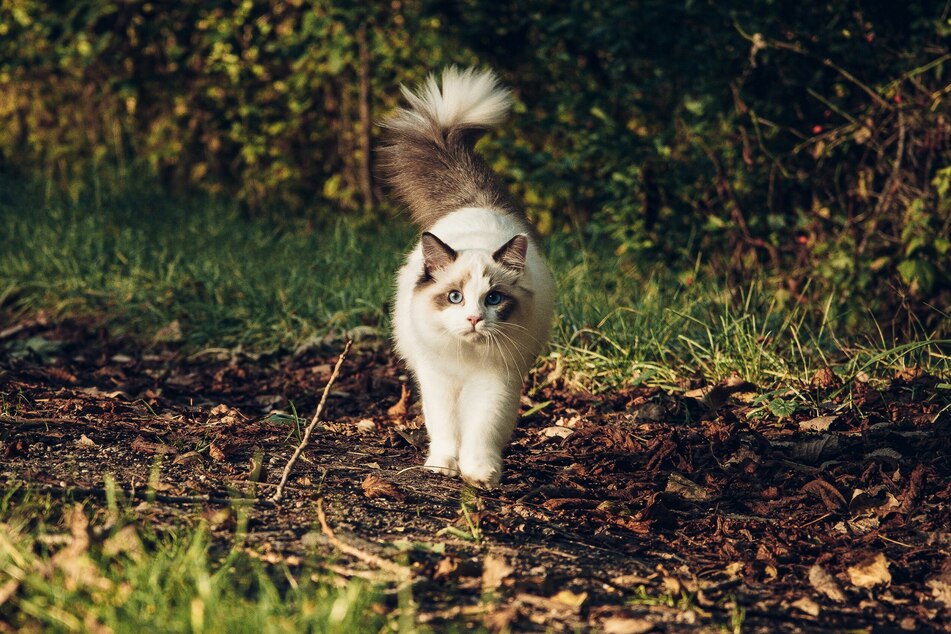 Ragdolls are iconic and incredibly beloved tomcats.