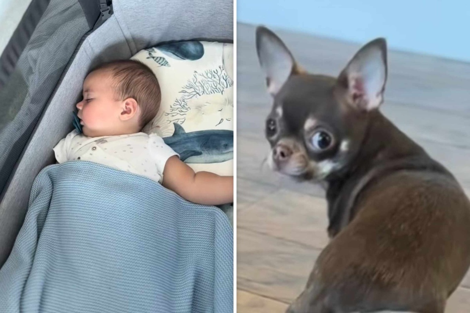 When baby Theodore is asleep, Chihuahua Bambi still wants to be with him.