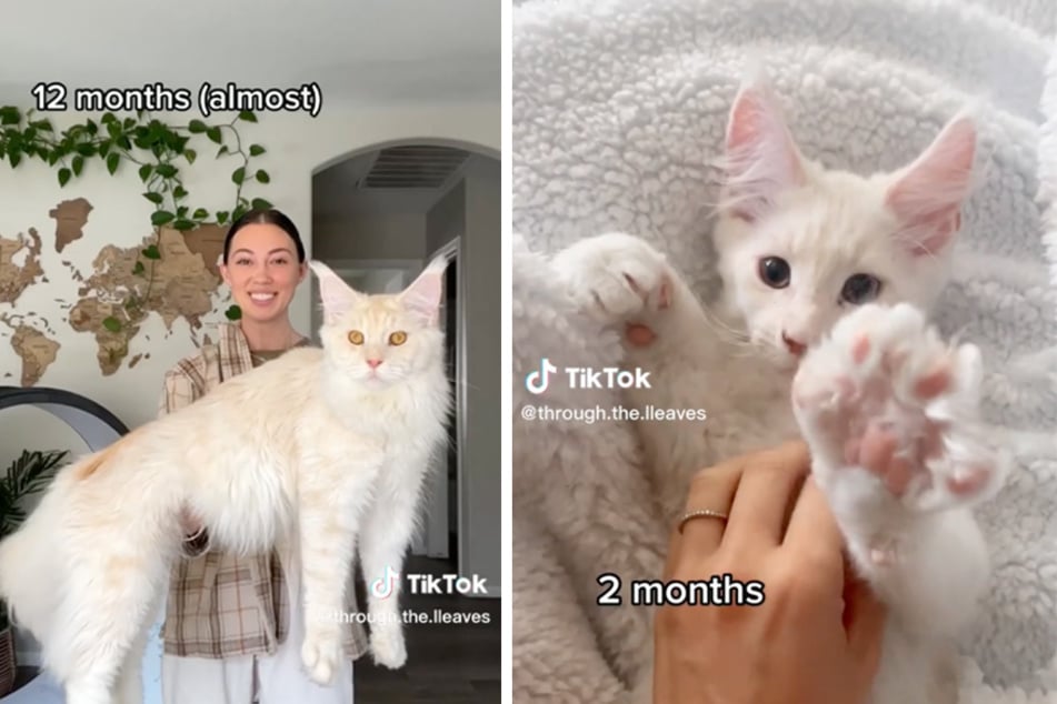 One TikToker shows off her rapidly growing Main Coon cat name Kusa.