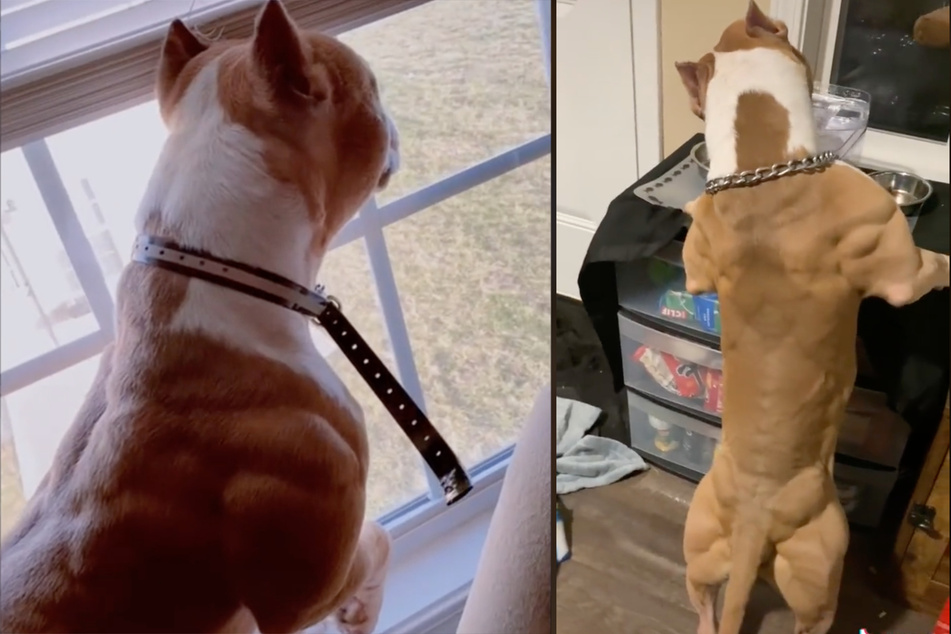 Bando the muscular pit bull is inspiring TikTok memes celebrating the jacked pup