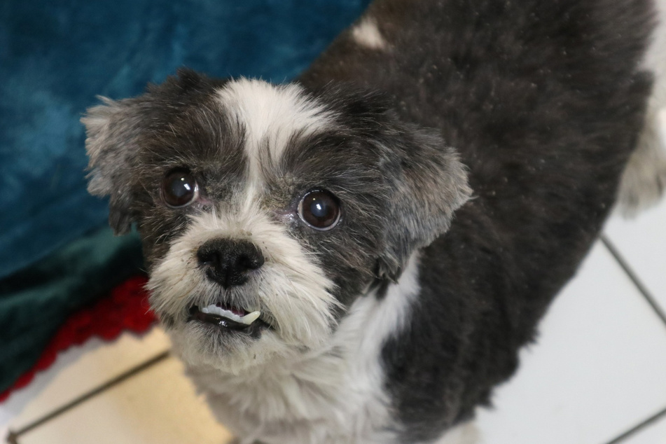 This poor dog was returned to the shelter for a heartbreaking reason.