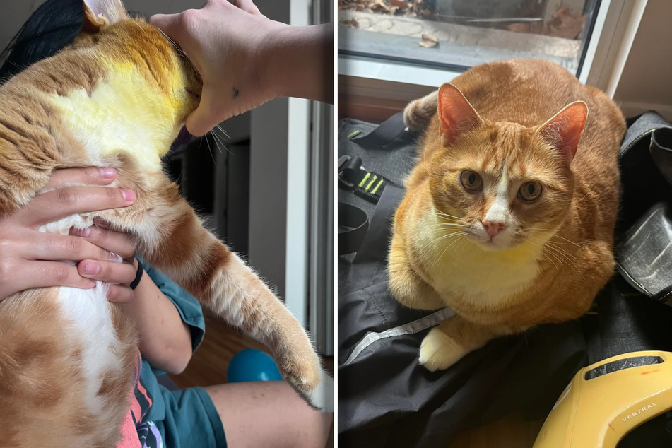 Woman is horrified when her two cats suddenly turn yellow – what happened?
