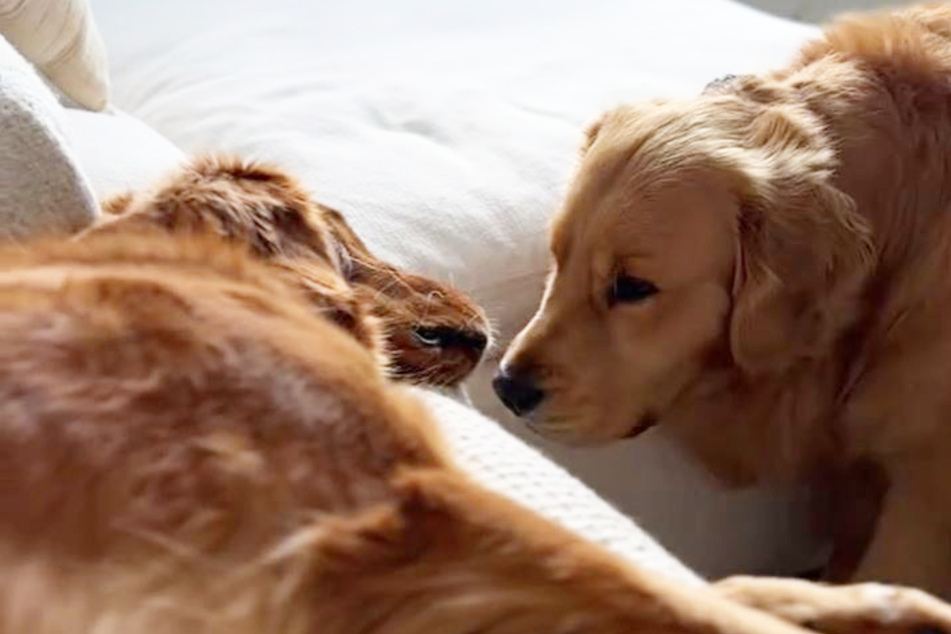 These two Golden Retriever dogs from California are a dream team in the truest sense!
