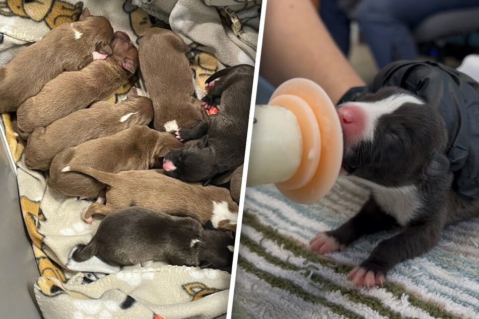 Rescuers rush to save newborn puppies left to die in a plastic tub: "Every minute truly matters"