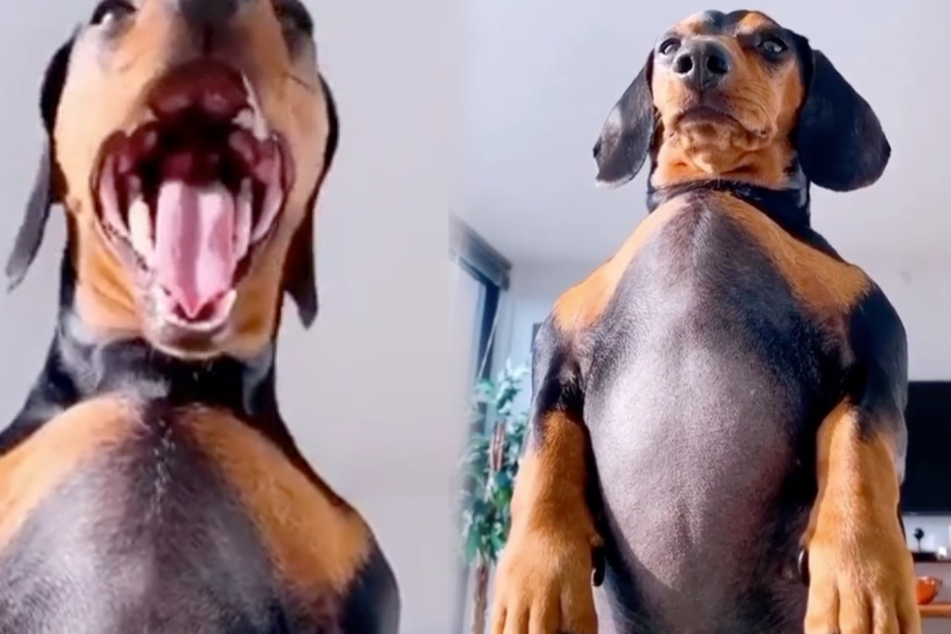 Striking a "paws": this woman was given a rude awakening by her dog