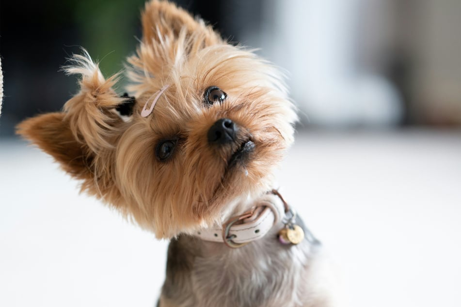 When a dog tilts its head, what's going on behind those eyes?