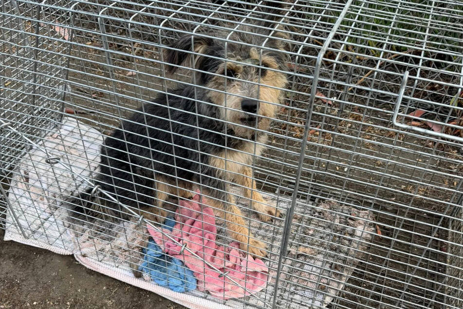 After days of evading rescue traps, the dog is finally safe.