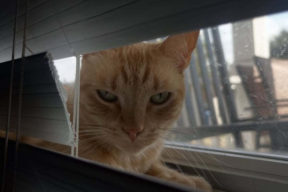 Although Claudia is disappointed with her "cheating" cat, she has decided to forgive him.
