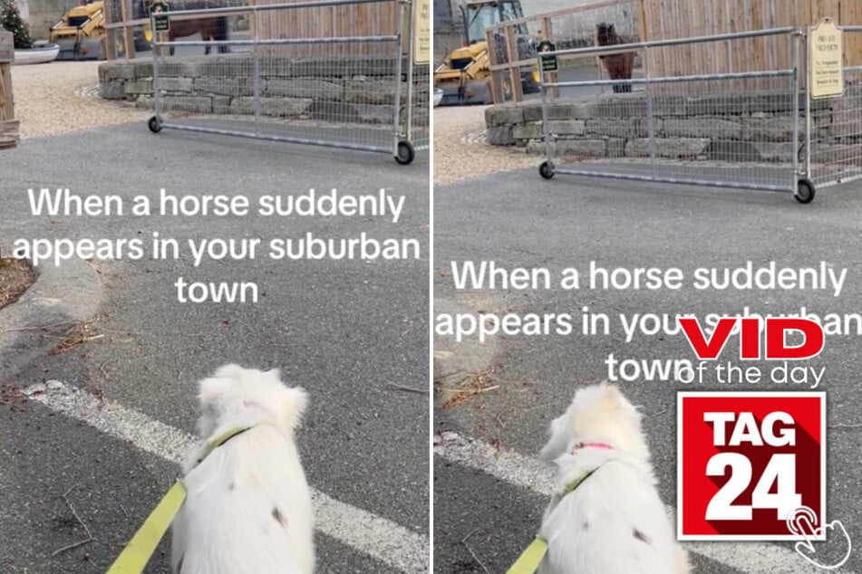 Today's Viral Video of the Day features a confused pup who can't believe what she witnessed in her neighborhood!