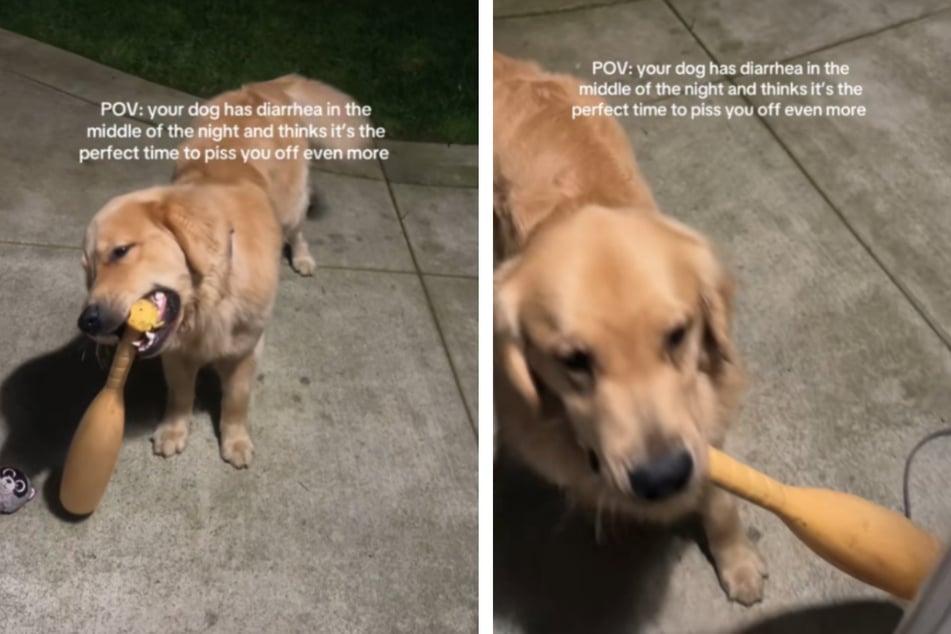 Gus the puppy woke his owners in the middle of the night – and they were less than thrilled.